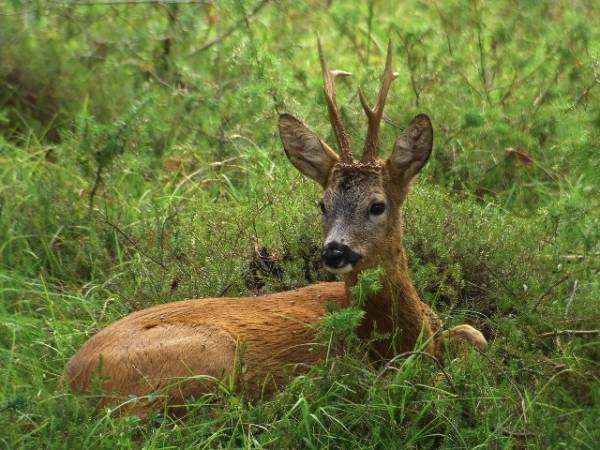 Gli animali selvatici del Varesotto (inserita in galleria)