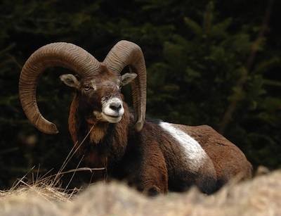 Gli animali selvatici del Varesotto (inserita in galleria)