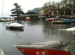 I cigni di Laveno "scacciati" dall'acqua alta (inserita in galleria)