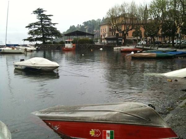 I cigni di Laveno "scacciati" dall'acqua alta (inserita in galleria)