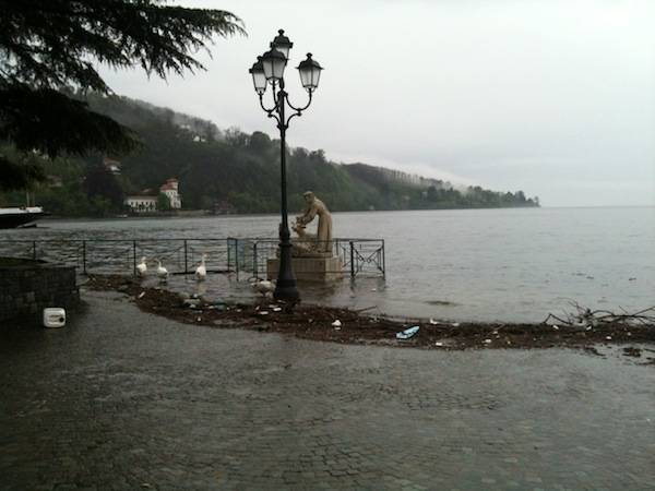 I cigni di Laveno "scacciati" dall'acqua alta (inserita in galleria)