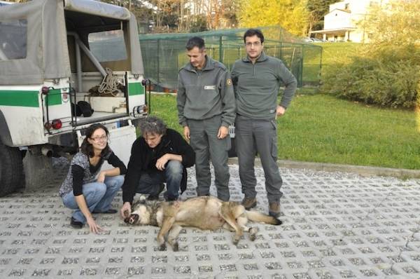 Il lupo di Varese, ecco le foto (inserita in galleria)