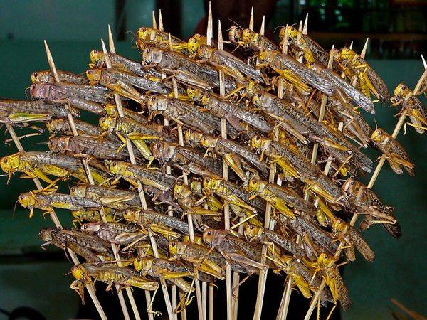 Insetti da gustare (inserita in galleria)