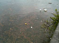 Laveno, lago oltre i livelli e rifiuti sul lungolago (inserita in galleria)