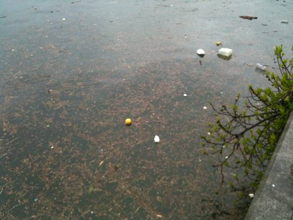 Laveno, lago oltre i livelli e rifiuti sul lungolago (inserita in galleria)