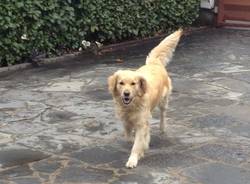 Le foto del buongiorno dei lettori (inserita in galleria)