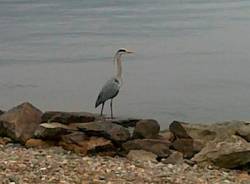 Le foto del buongiorno dei lettori (inserita in galleria)