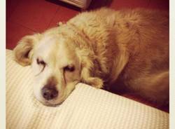 Le foto del buongiorno dei lettori (inserita in galleria)