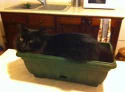 Le foto del buongiorno dei lettori  (inserita in galleria)