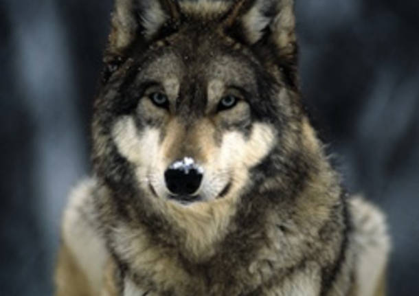 Il lupo animale che emoziona: l'incontro a Varese per parlare di una  possibile convivenza