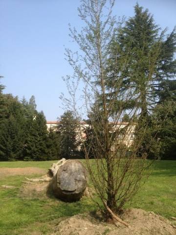 Nuove piante a Villa Mylius (inserita in galleria)