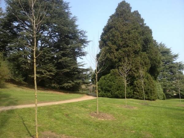 Nuove piante a Villa Mylius (inserita in galleria)