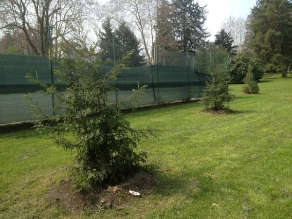 Nuove piante a Villa Mylius (inserita in galleria)