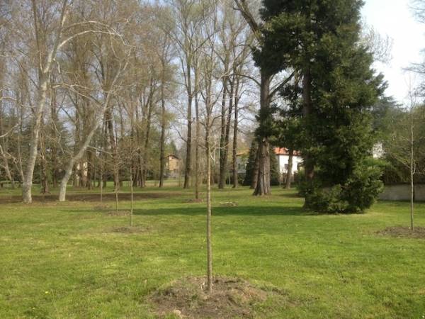 Nuove piante a Villa Mylius (inserita in galleria)