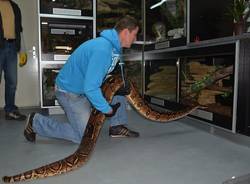 Passeggiata con il boa  (inserita in galleria)