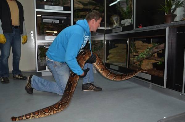Passeggiata con il boa  (inserita in galleria)