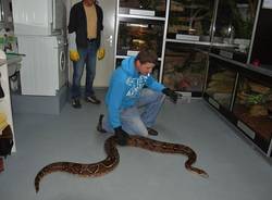 Passeggiata con il boa  (inserita in galleria)