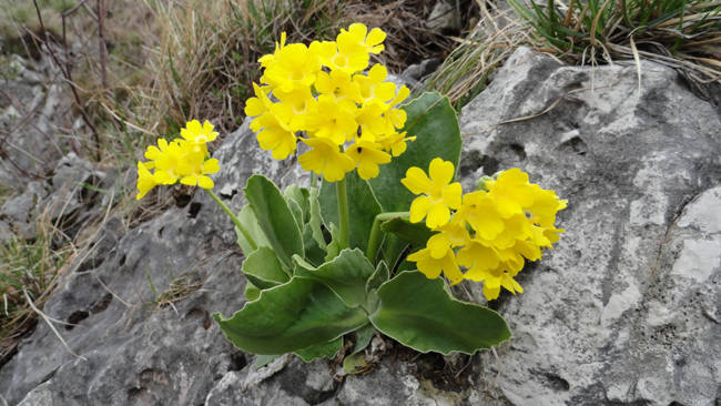 Primula orecchia d'Orso