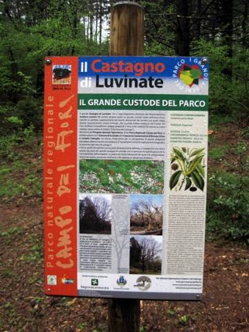 Pulizie di primavera a Luvinate (inserita in galleria)