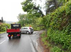 Albero caduto a Taino (inserita in galleria)