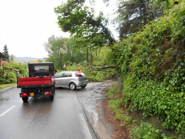 Albero caduto a Taino (inserita in galleria)