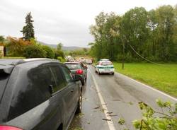 Albero caduto a Taino (inserita in galleria)