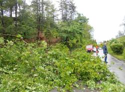 Albero caduto a Taino (inserita in galleria)