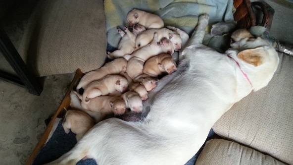 Cucciolata Labrador Retriever