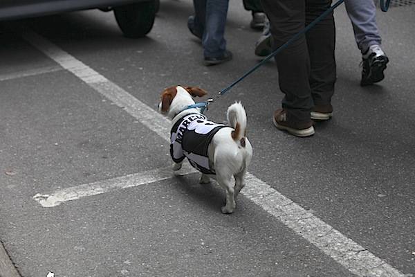 Festeggiamenti Juventini, le foto più belle (inserita in galleria)