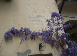 I fiori del glicine più grande d'Europa (inserita in galleria)