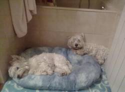 Il buongiorno dei lettori (inserita in galleria)