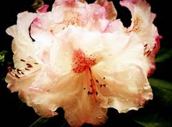 Il buongiorno dei lettori (inserita in galleria)