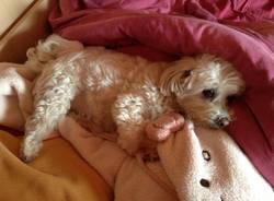 Il buongiorno dei lettori (inserita in galleria)