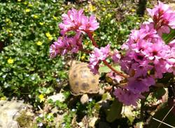 Il buongiorno dei lettori (inserita in galleria)