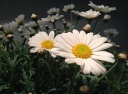 Il buongiorno dei lettori (inserita in galleria)