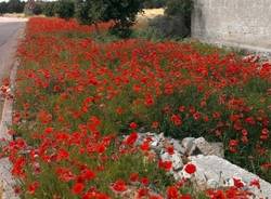 Il buongiorno dei lettori (inserita in galleria)