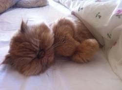 Il buongiorno dei lettori (inserita in galleria)