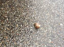 Il buongiorno dei lettori (inserita in galleria)