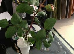 Il buongiorno dei lettori (inserita in galleria)