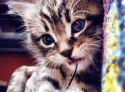 Il buongiorno dei lettori (inserita in galleria)