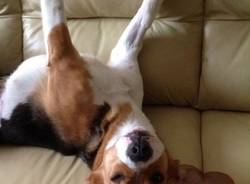 Il gioco di Varesenews, 17 maggio (inserita in galleria)