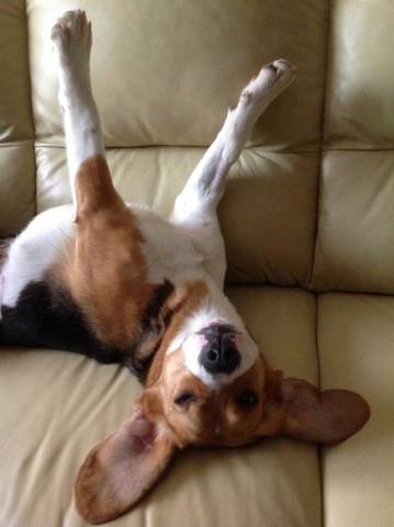 Il gioco di Varesenews, 17 maggio (inserita in galleria)