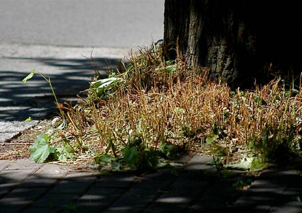 Il verde cittadino ha “toppato”