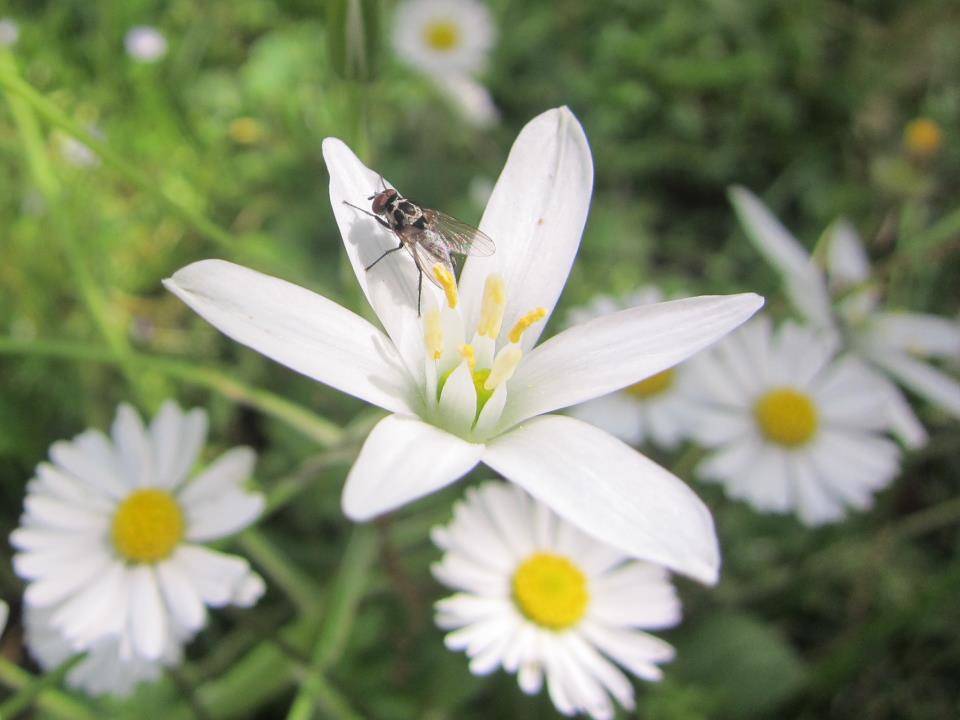 La mosca