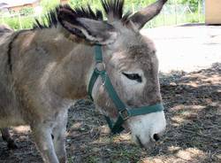 Le asinelle dell'Atap (inserita in galleria)