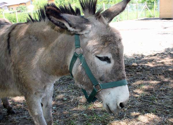 Le asinelle dell'Atap (inserita in galleria)