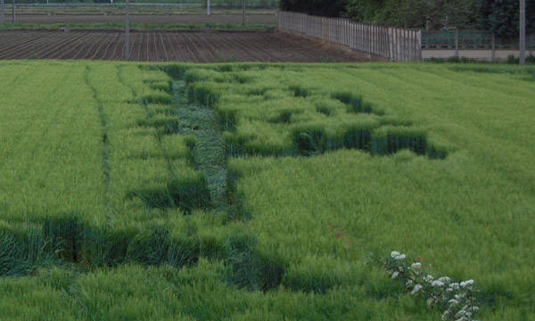 Strane forme nel campo di grano (inserita in galleria)