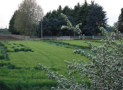 Strane forme nel campo di grano (inserita in galleria)