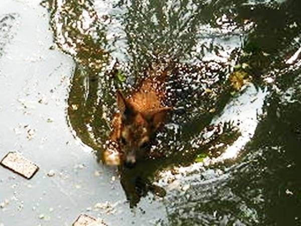 Capriolo salvato da un pozzo (inserita in galleria)