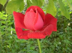 Il buongiorno dei lettori (inserita in galleria)